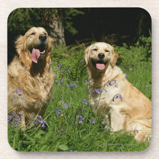 Porta-copo Retreivers dourado na grama (Frente)