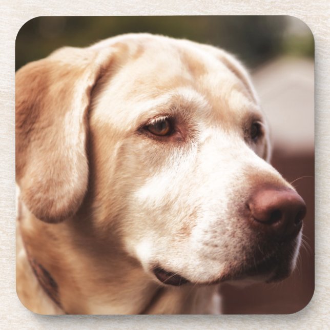 Porta-copo Retriever Labrador (Frente)