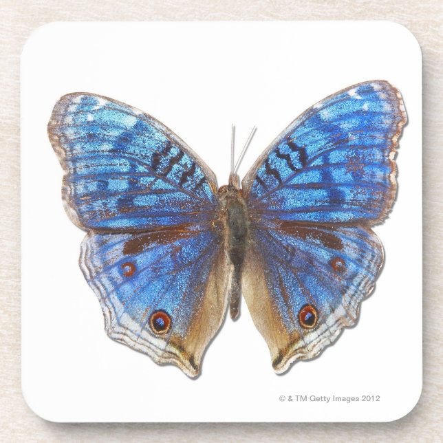 Porta-copo Rhadama do Precis (Frente)