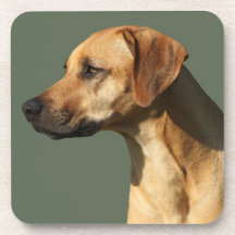 Rhodesian Ridgeback