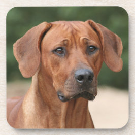 Porta-copo Rhodesian Ridgeback onderzetters