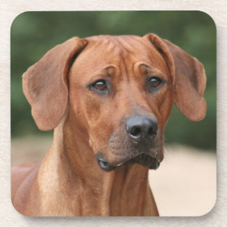 Porta-copo Rhodesian Ridgeback onderzetters
