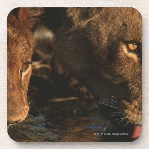 Porta-copo Rio de Khwai, reserva dos animais selvagens de