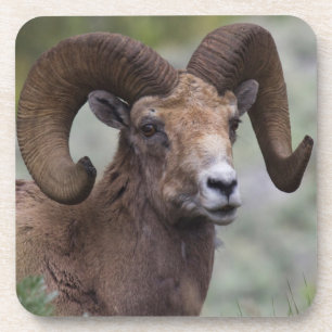 Porta-copo Rocky Mountain Bighorn Sheam Ram 1