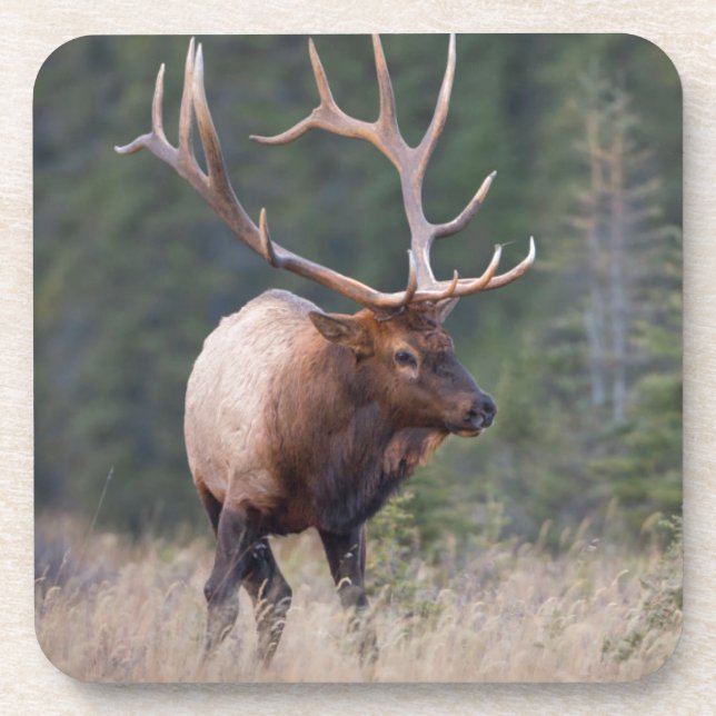 Porta-copo Rocky Mountain Elk (Frente)