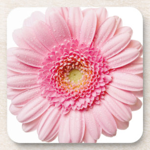 Porta-copo Rosa Gerbera Daisy