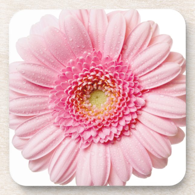 Porta-copo Rosa Gerbera Daisy (Frente)