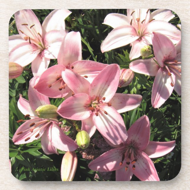 Porta-copo Rosa, lírios asiáticos brancos do rosa (Frente)