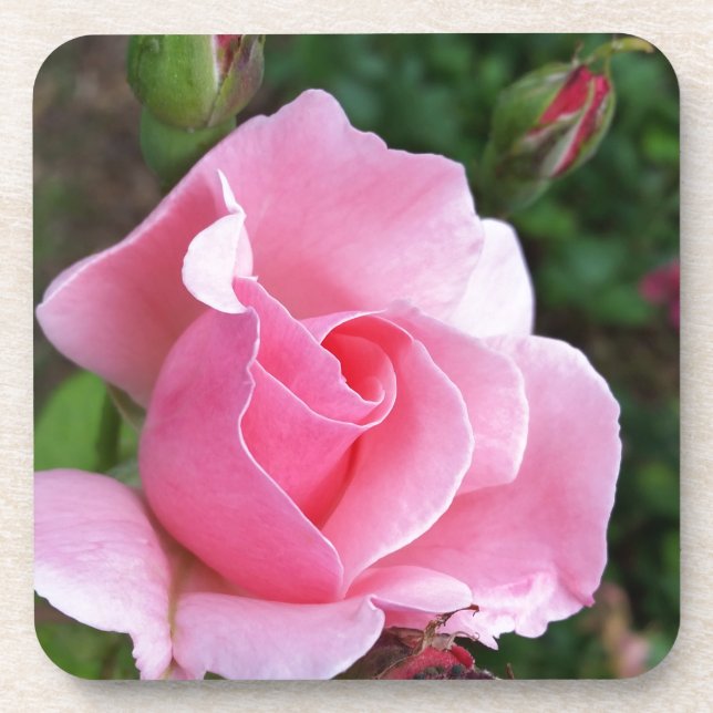 Porta-copo rosa rosa rosa florescente (Frente)