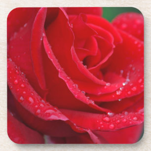 Porta-copo Rosa vermelha única floresce