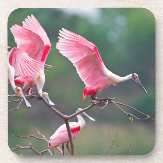 Porta-copo Roseate Spoonbill (Ajaia Ajaja) (Frente)