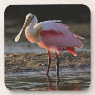 Porta-copo Roseate Spoonbill, Ajaia ajaja, Querido Ding