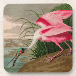 Porta-copo Roseate Spoonbill Birds, Impressão da América Audu