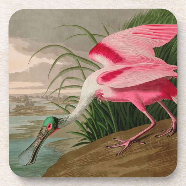 Porta-copo Roseate Spoonbill Birds, Impressão da América Audu (Frente)