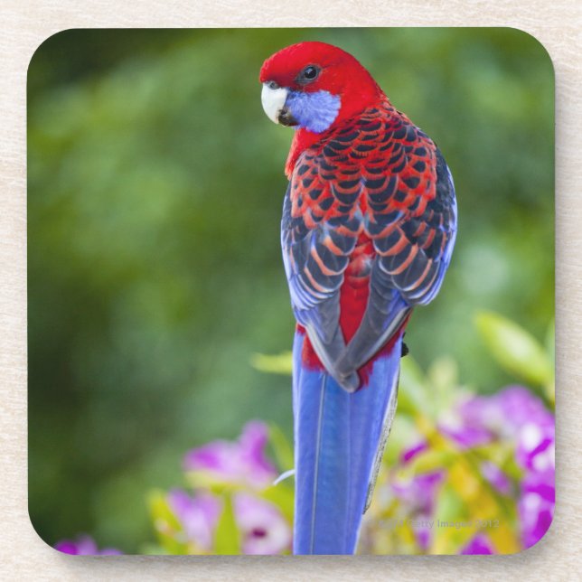 Porta-copo Rosella carmesim & contexto das orquídeas (Frente)