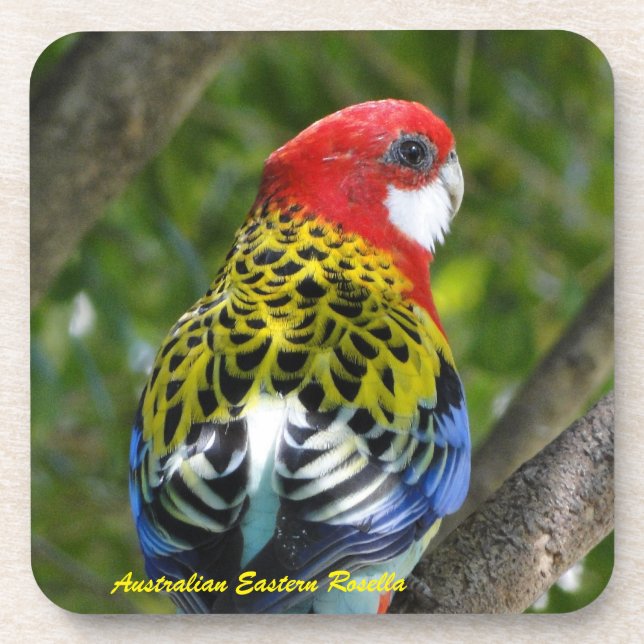 Porta-copo Rosella oriental masculino australiano (Frente)