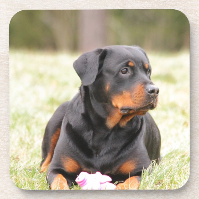 Porta-copo Rottweiler (Frente)