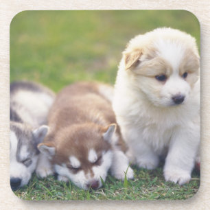 Porta-copo Rouco Siberian; Uma raça do cão de funcionamento