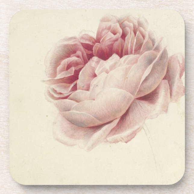 Porta-copo Roze Roos (1792) – Arte Botânica Antiga Atemporal (Frente)