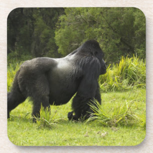 Porta-copo Ruanda, Parque Nacional dos Vulcões