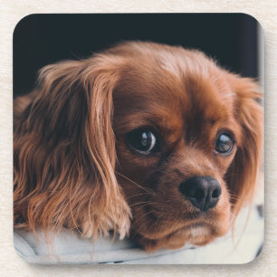 Porta-copo Ruby Cavalier Rei Charles Spaniel