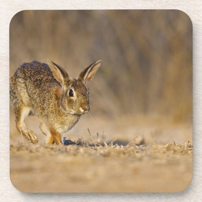Porta-copo Salto de coelho-do-campo oriental (Frente)