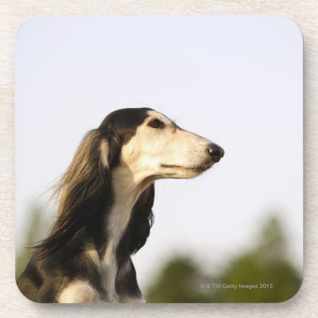 Porta-copo Saluki 2 (Frente)