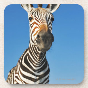 Porta-copo Santuário de animais selvagens de Harnas, Namíbia,