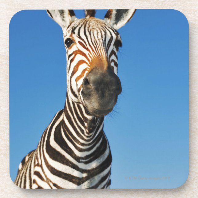 Porta-copo Santuário de animais selvagens de Harnas, Namíbia, (Frente)