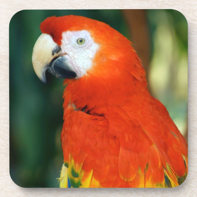 Porta-copo Scarlet Macaw (Frente)