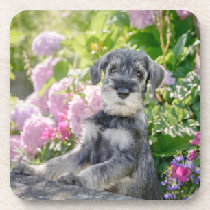 Porta-copo Schnauzer Puppy Padrão em Jardim Flor -