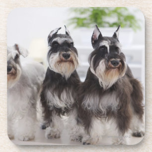 Porta-copo Schnauzers diminutos que estão na borda da mesa