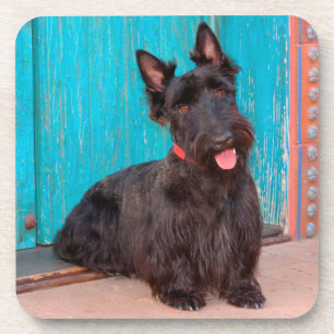 Porta-copo Scottish Terrier sentado à porta colorida