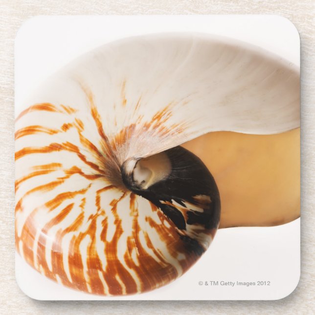 Porta-copo Seashell do nautilus (stenomphalus do nautilus) (Frente)