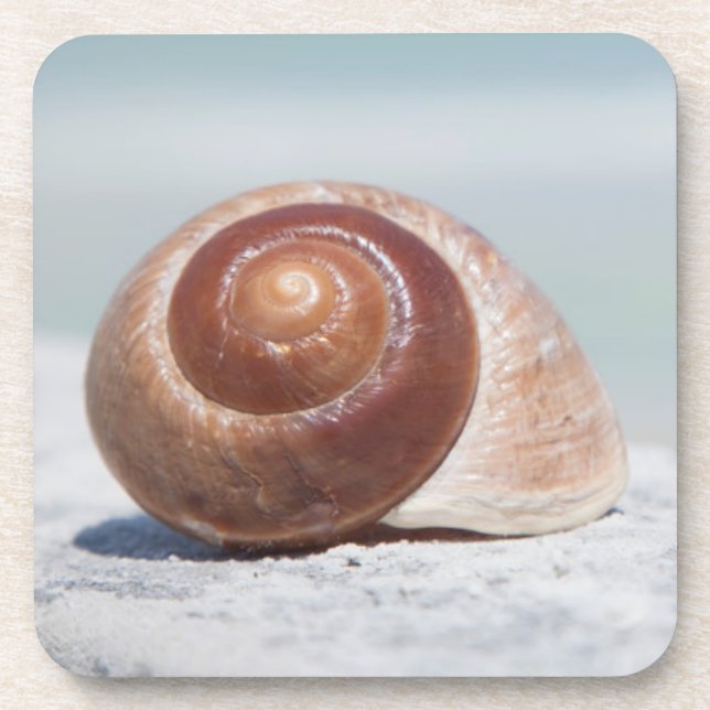 Porta-copo Seashell | St Petersburg, Florida (Frente)