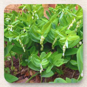 Porta-copo Selo Solomons