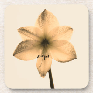 Porta-copo sepia amaryllis