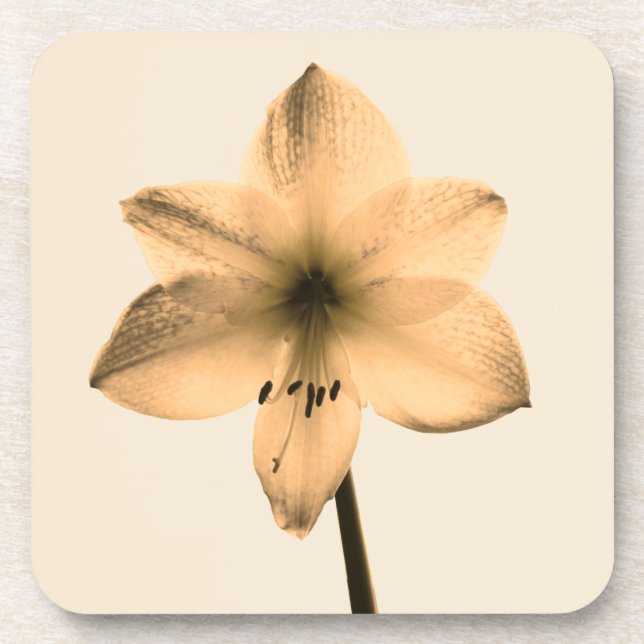 Porta-copo sepia amaryllis (Frente)