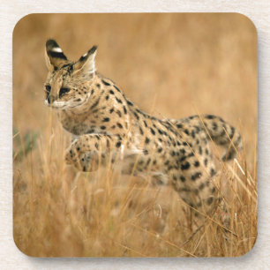 Porta-copo Serval (Leptailurus Serval) Saltando