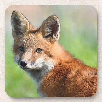 Porta-copo Set of 6 Fox coasters