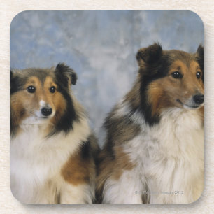 Porta-copo Sheepdogs de Shetland