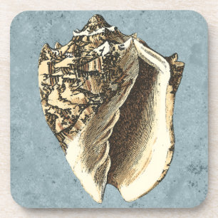 Porta-copo Shell de Conch com Lavagem