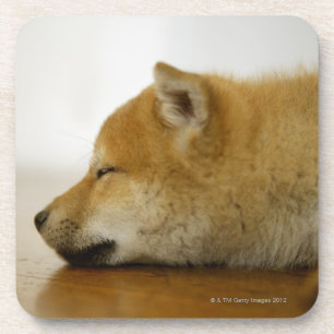 Porta-copo Shiba-ken de sono 2