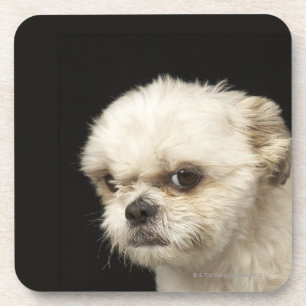 Porta-copo Shih branco irritado Tzu com olhos marrons