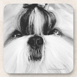 Porta-copo Shih Tzu