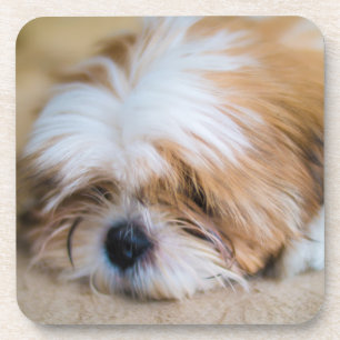 Porta-copo Shih Tzu
