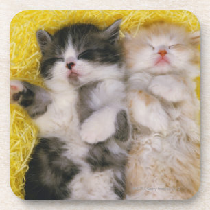 Porta-copo Shorthair exótico; é cruzado criadores