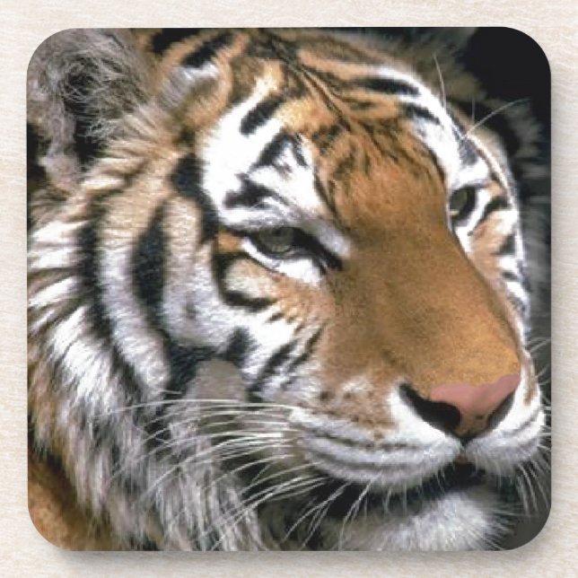 Porta-copo Siberian Tiger Lovers Art (Frente)