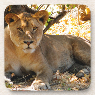 Porta-copo Siesta Time