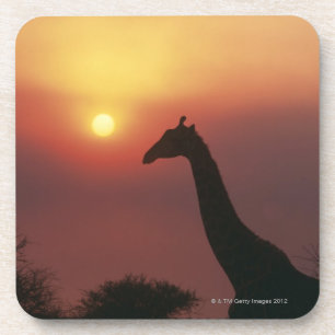 Porta-copo Silhueta do girafa (Giraffa Camelopardalis)